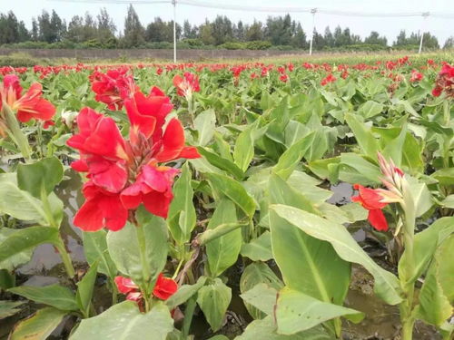 溫州蓮情水生花卉專業合作社入駐苗木通，專做精品水生植物花卉