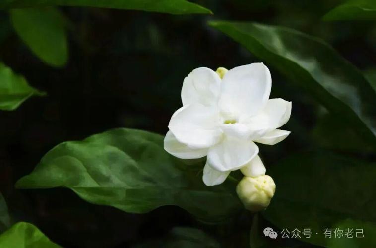 天氣越來越熱,最近很多花友們在問有哪些適合夏季的花卉,今天就給大家